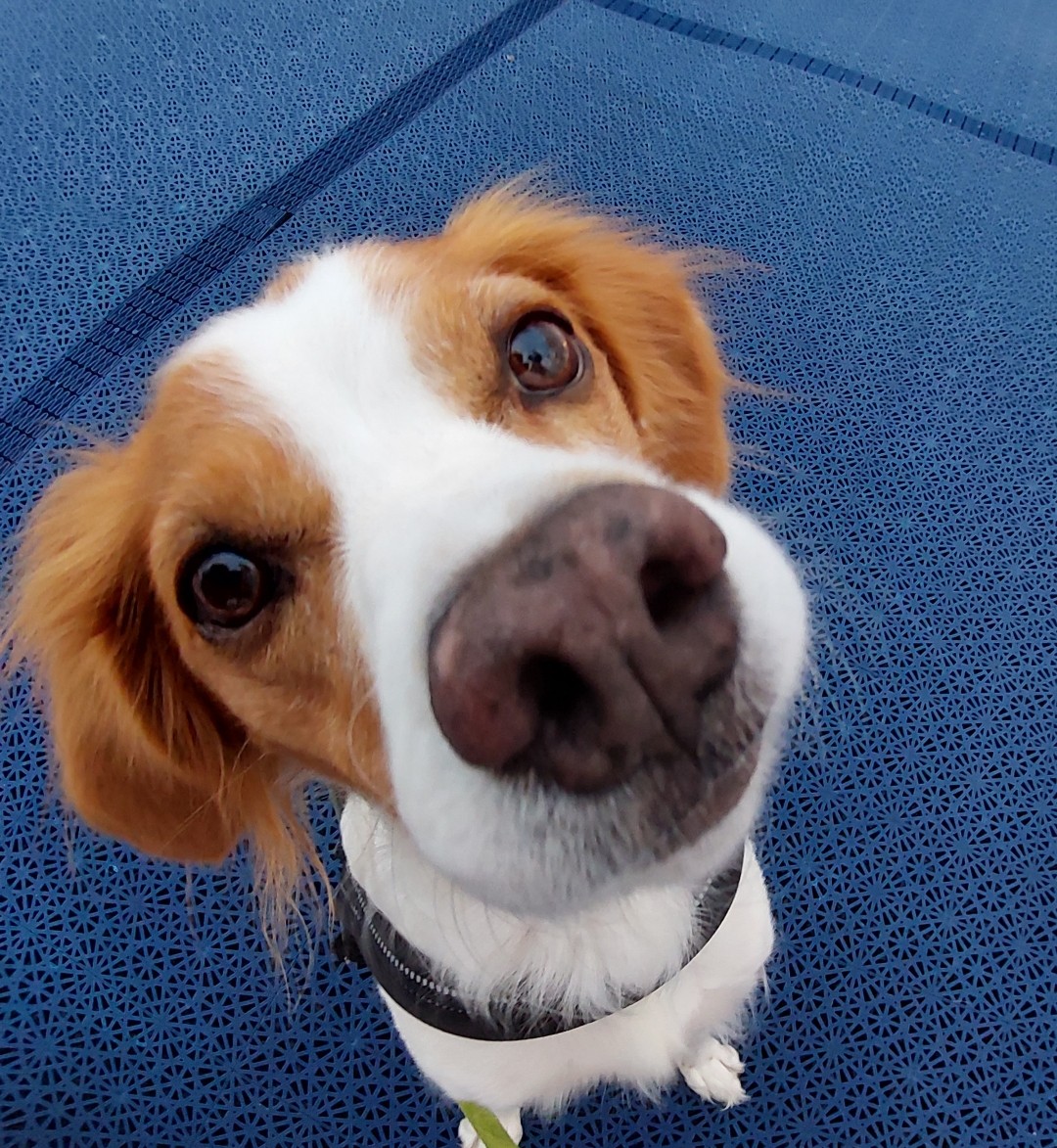 Teaser Veterinärmedizin